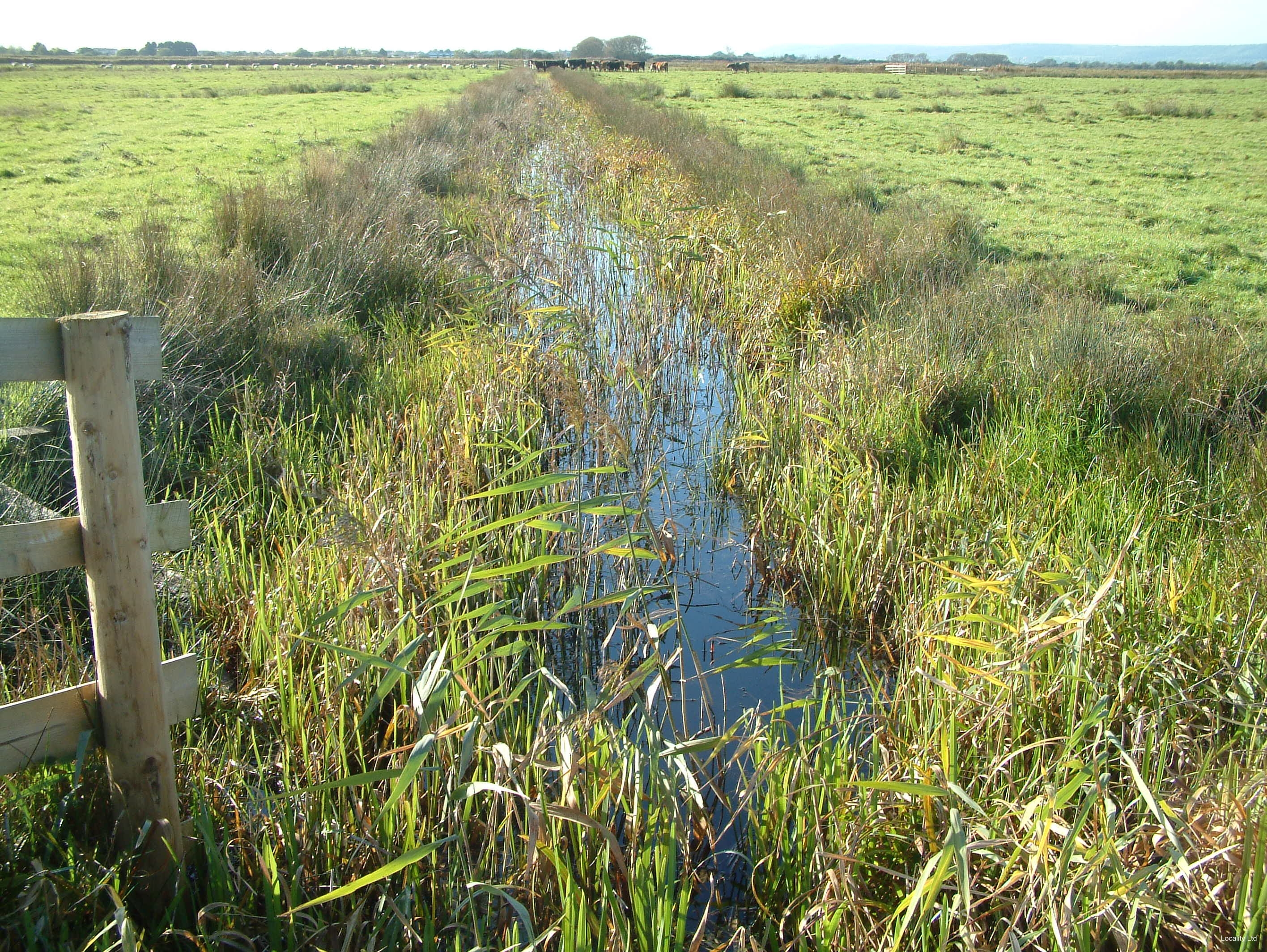 Pevensey Levels NNR  comprises of 4.300 hectares of wet meadows (Pevensey, East Sussex)